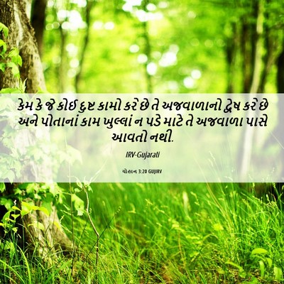 Picture 06 - યોહાન 3:20 GUJIRV - કેમ કે જે કોઈ દુષ્ટ - Bible Verse Picture