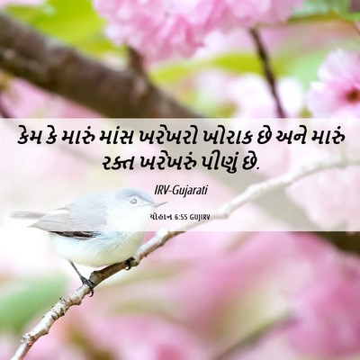 Picture 06 - યોહાન 6:55 GUJIRV - કેમ કે મારું માંસ - Bible Verse Picture