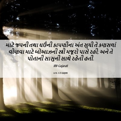 Picture 06 - રૂથ 2:23 GUJIRV - માટે જવની તથા - Bible Verse Picture