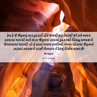 Picture 06 - રોમનોને 11:24 GUJIRV - કેમ કે જે જૈતૂનનું - Bible Verse Picture