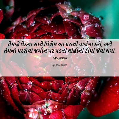Picture 06 - લૂક 22:44 GUJIRV - તેમણે વેદના સાથે - Bible Verse Picture