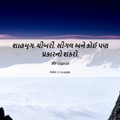 Picture 06 - લેવીય 11:16 GUJIRV - શાહમૃગ, ચીબરી, સીગલ - Bible Verse Picture