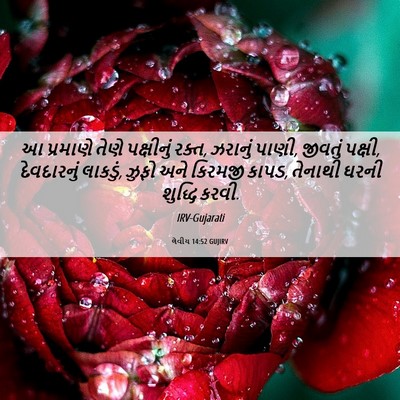 Picture 06 - લેવીય 14:52 GUJIRV - આ પ્રમાણે તેણે - Bible Verse Picture