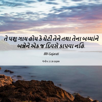 Picture 06 - લેવીય 22:28 GUJIRV - તે પશુ ગાય હોય કે - Bible Verse Picture