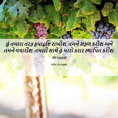 Picture 06 - લેવીય 26:9 GUJIRV - હું તમારા તરફ - Bible Verse Picture