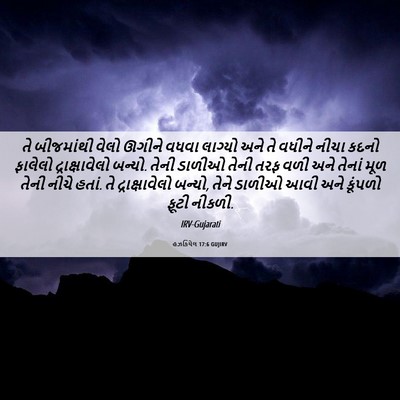 Picture 06 - હઝકિયેલ 17:6 GUJIRV - તે બીજમાંથી વેલો - Bible Verse Picture