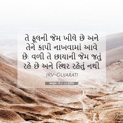 Picture 07 - અયૂબ 14:2 GUJIRV - તે ફૂલની જેમ ખીલે - Bible Verse Picture