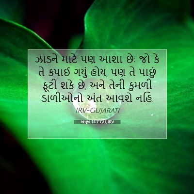 Picture 07 - અયૂબ 14:7 GUJIRV - ઝાડને માટે પણ આશા - Bible Verse Picture
