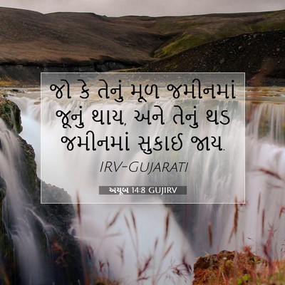 Picture 07 - અયૂબ 14:8 GUJIRV - જો કે તેનું મૂળ - Bible Verse Picture