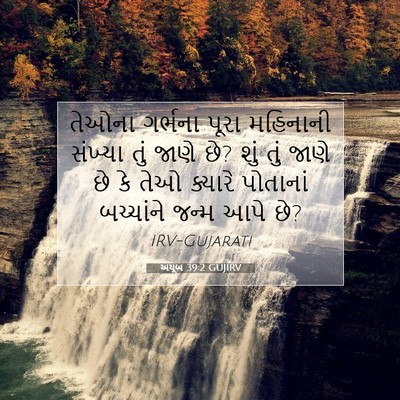 Picture 07 - અયૂબ 39:2 GUJIRV - તેઓના ગર્ભના પૂરા - Bible Verse Picture