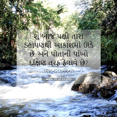 Picture 07 - અયૂબ 39:26 GUJIRV - શું બાજ પક્ષી તારા - Bible Verse Picture