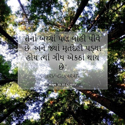 Picture 07 - અયૂબ 39:30 GUJIRV - તેનાં બચ્ચાં પણ - Bible Verse Picture