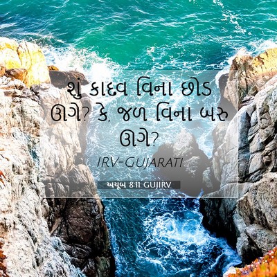 Picture 07 - અયૂબ 8:11 GUJIRV - શું કાદવ વિના છોડ - Bible Verse Picture