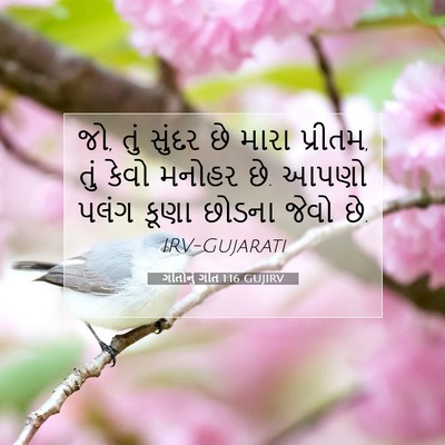 Picture 07 - ગીતોનું ગીત 1:16 GUJIRV - જો, તું સુંદર છે - Bible Verse Picture
