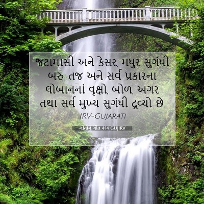 Picture 07 - ગીતોનું ગીત 4:14 GUJIRV - જટામાસી અને કેસર, - Bible Verse Picture