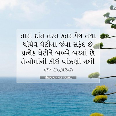Picture 07 - ગીતોનું ગીત 4:2 GUJIRV - તારા દાંત તરત - Bible Verse Picture