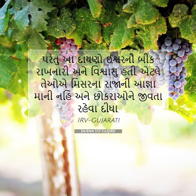 Picture 07 - નિર્ગમન 1:17 GUJIRV - પરંતુ આ દાયણો - Bible Verse Picture