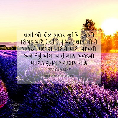 Picture 07 - નિર્ગમન 21:28 GUJIRV - વળી જો કોઈ બળદ - Bible Verse Picture