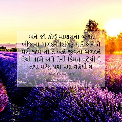 Picture 07 - નિર્ગમન 21:35 GUJIRV - અને જો કોઈ માણસનો - Bible Verse Picture