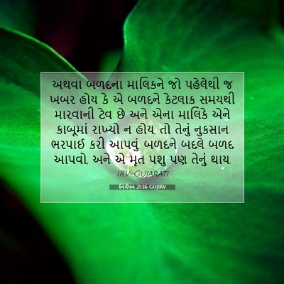 Picture 07 - નિર્ગમન 21:36 GUJIRV - અથવા બળદના - Bible Verse Picture