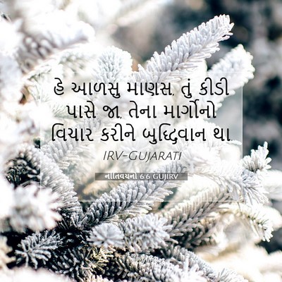 Picture 07 - નીતિવચનો 6:6 GUJIRV - હે આળસુ માણસ, તું - Bible Verse Picture