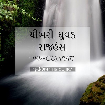 Picture 07 - પુનર્નિયમ 14:16 GUJIRV - ચીબરી, ઘુવડ, - Bible Verse Picture