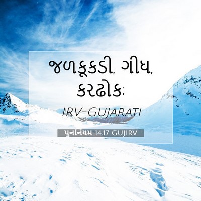 Picture 07 - પુનર્નિયમ 14:17 GUJIRV - જળકૂકડી, ગીધ, - Bible Verse Picture
