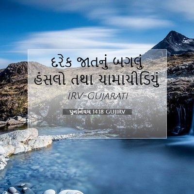 Picture 07 - પુનર્નિયમ 14:18 GUJIRV - દરેક જાતનું બગલું, - Bible Verse Picture