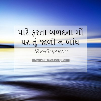 Picture 07 - પુનર્નિયમ 25:4 GUJIRV - પારે ફરતા બળદના - Bible Verse Picture