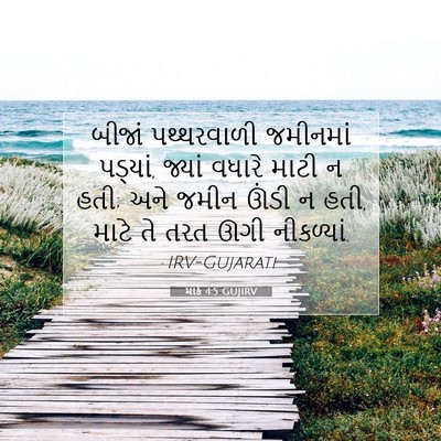 Picture 07 - માર્ક 4:5 GUJIRV - બીજાં પથ્થરવાળી - Bible Verse Picture