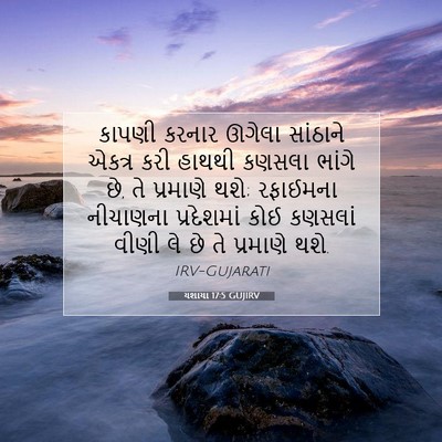 Picture 07 - યશાયા 17:5 GUJIRV - કાપણી કરનાર ઊગેલા - Bible Verse Picture
