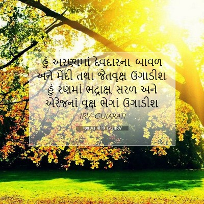 Picture 07 - યશાયા 41:19 GUJIRV - હું અરણ્યમાં - Bible Verse Picture