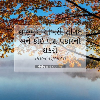Picture 07 - લેવીય 11:16 GUJIRV - શાહમૃગ, ચીબરી, સીગલ - Bible Verse Picture