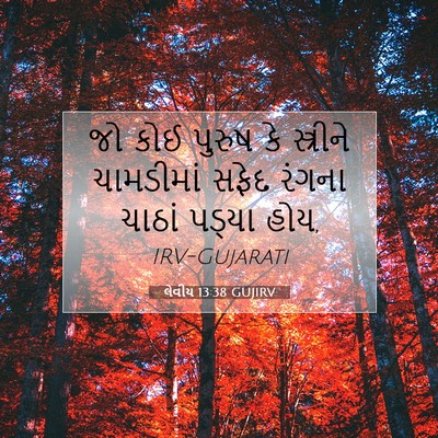 Picture 07 - લેવીય 13:38 GUJIRV - જો કોઈ પુરુષ કે - Bible Verse Picture