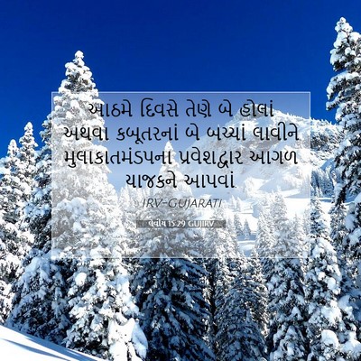 Picture 07 - લેવીય 15:29 GUJIRV - આઠમે દિવસે તેણે બે - Bible Verse Picture