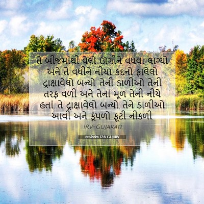Picture 07 - હઝકિયેલ 17:6 GUJIRV - તે બીજમાંથી વેલો - Bible Verse Picture