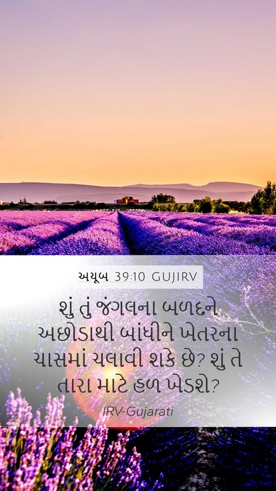 અયૂબ 39:10 GUJIRV Mobile Phone Wallpaper - શું તું જંગલના - Mobile Bible Verse Wallpaper