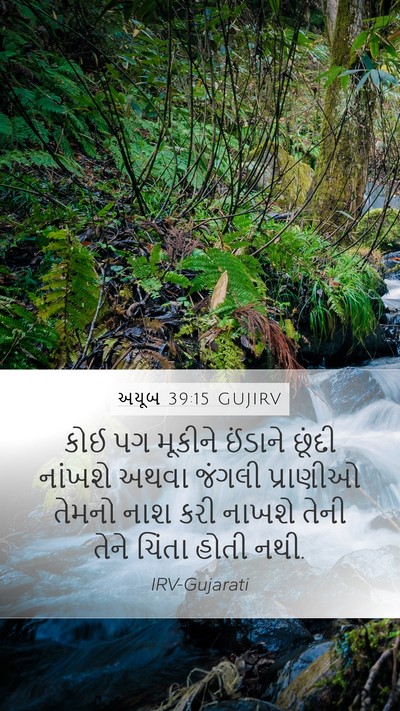 અયૂબ 39:15 GUJIRV Mobile Phone Wallpaper - કોઈ પગ મૂકીને - Mobile Bible Verse Wallpaper