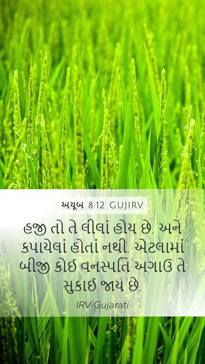 અયૂબ 8:12 GUJIRV Bible Verse Image