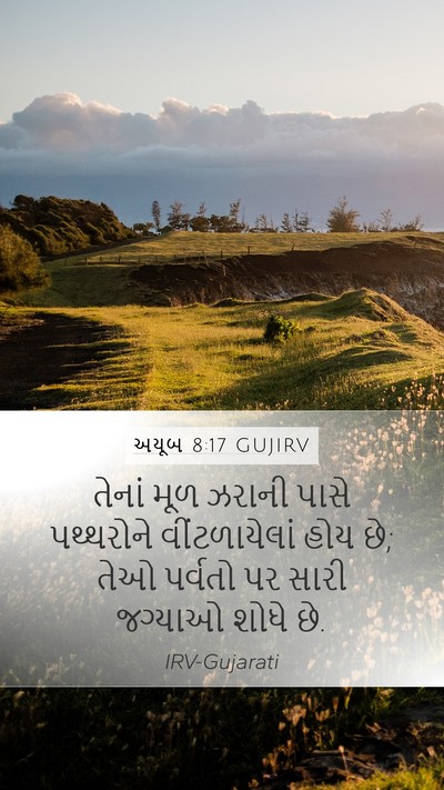 અયૂબ 8:17 GUJIRV Mobile Phone Wallpaper - તેનાં મૂળ ઝરાની - Mobile Bible Verse Wallpaper
