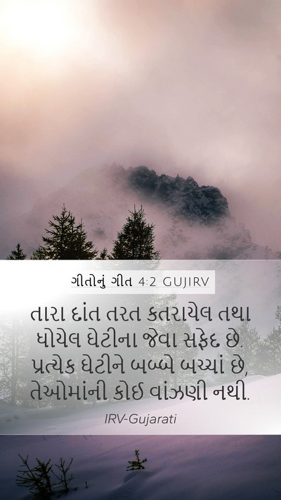 ગીતોનું ગીત 4:2 GUJIRV Mobile Phone Wallpaper - તારા દાંત તરત - Mobile Bible Verse Wallpaper