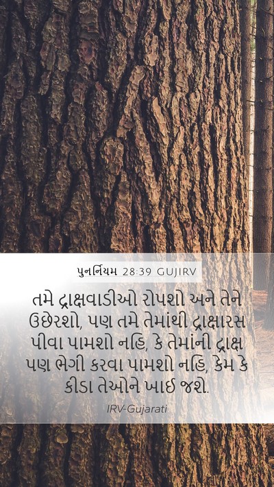 પુનર્નિયમ 28:39 GUJIRV Bible Verse Image