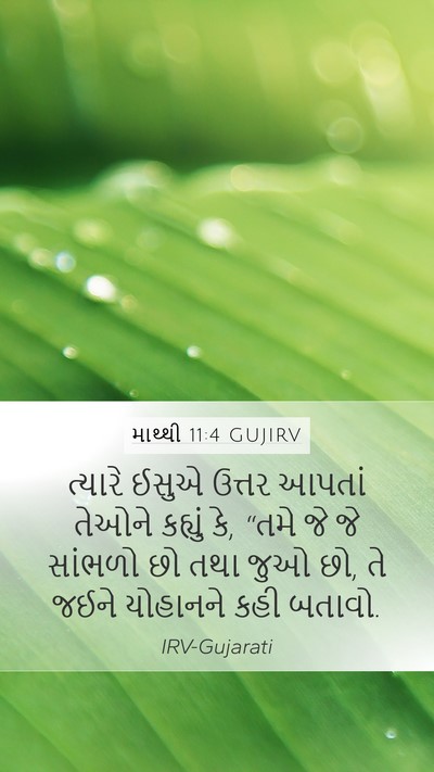 માથ્થી 11:4 GUJIRV Bible Verse Image