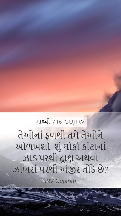 માથ્થી 7:16 GUJIRV Bible Verse Image