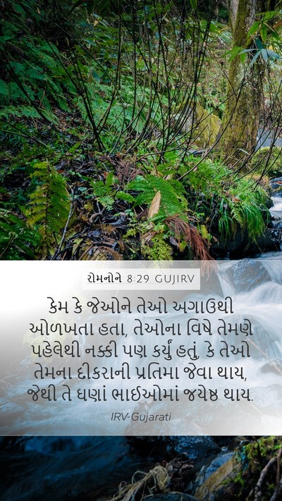 રોમનોને 8:29 GUJIRV Bible Verse Image