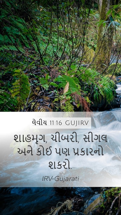 લેવીય 11:16 GUJIRV Mobile Phone Wallpaper - શાહમૃગ, ચીબરી, સીગલ - Mobile Bible Verse Wallpaper