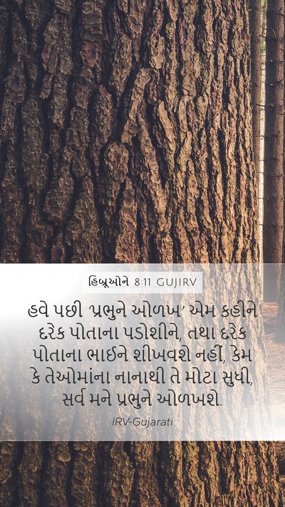 હિબ્રૂઓને 8:11 GUJIRV Bible Verse Image
